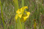 Yellow pitcherplant